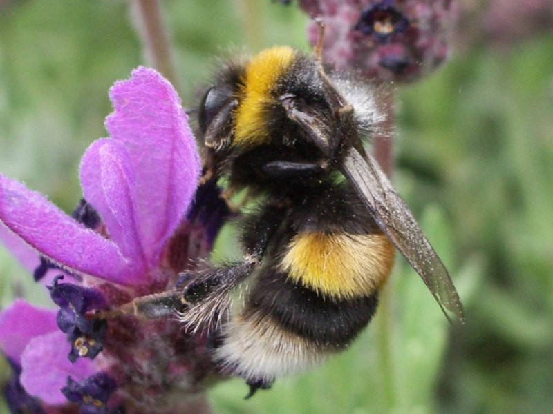 Шмель-плотник фиолетовый( Xylocopa violacea )