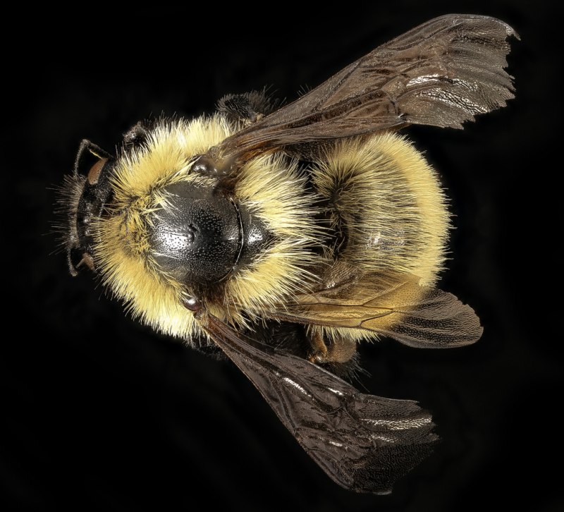 Bombus vetustus