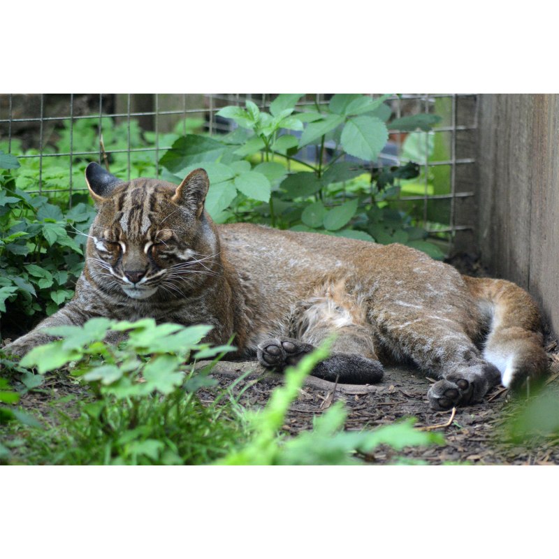Кошка Темминка черная