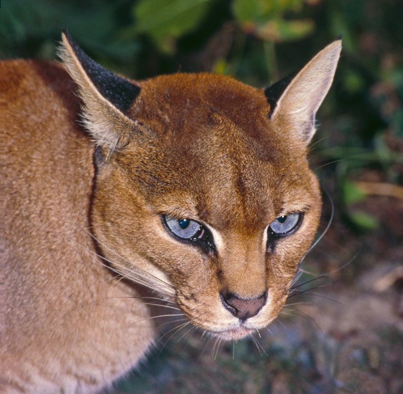 Золотая кошка (profelis aurata)