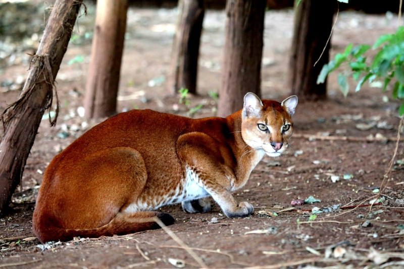 Африканская Золотая кошка (Caracal aurata)
