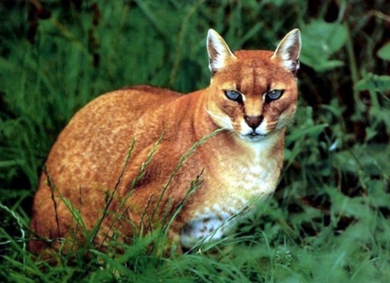 Profelis aurata