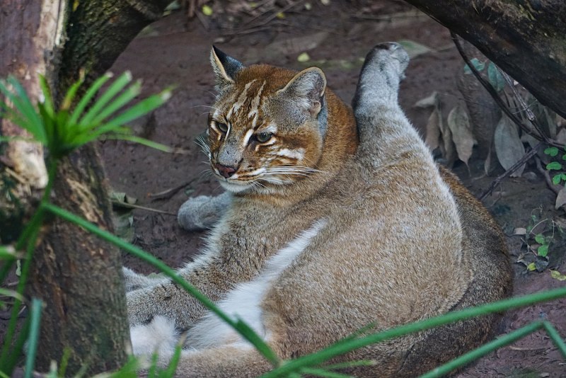 Калимантская Дикая кошка
