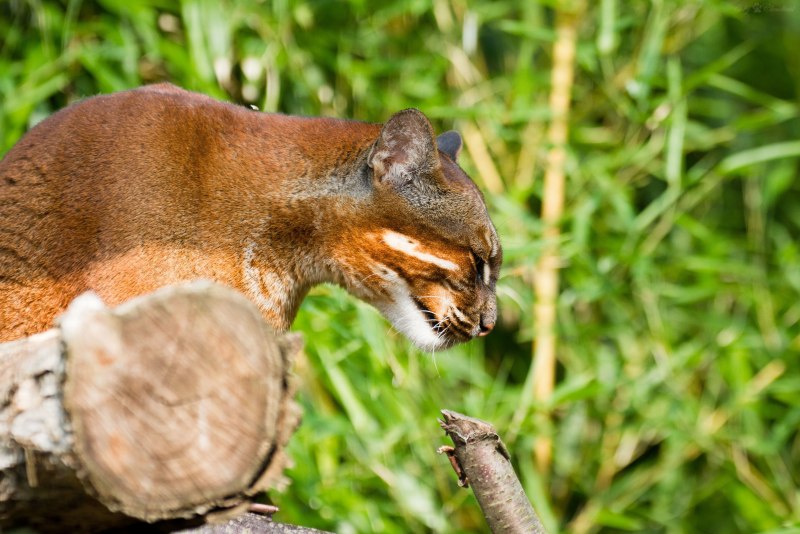 Catopuma temminckii