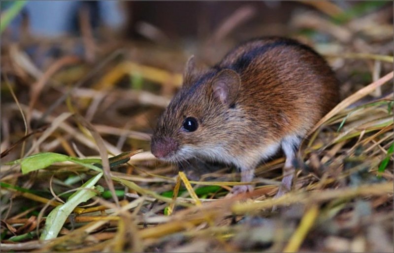 Apodemus agrarius