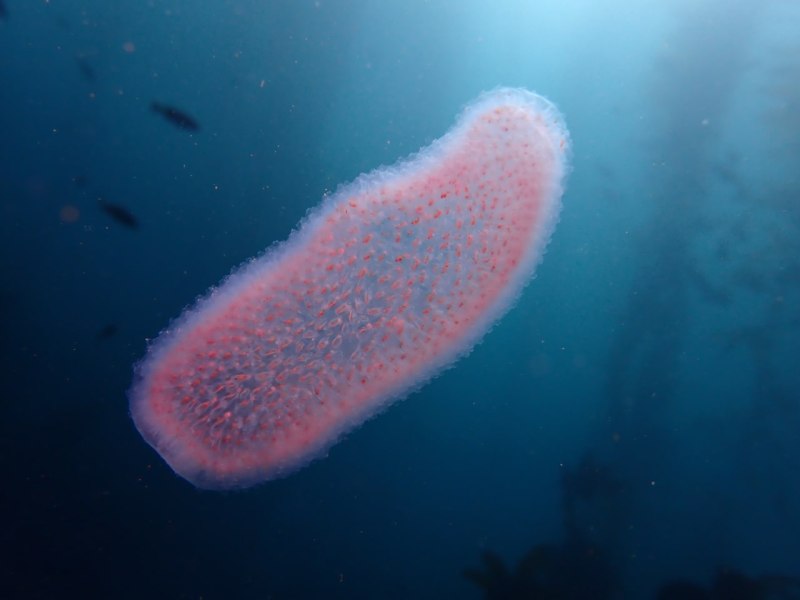 Pyrosoma atlanticum