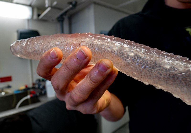 Pyrosoma atlanticum