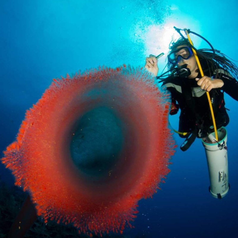 Giant Pyrosome