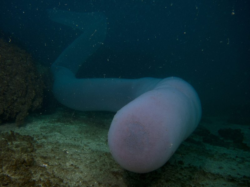Pyrosoma spinosum