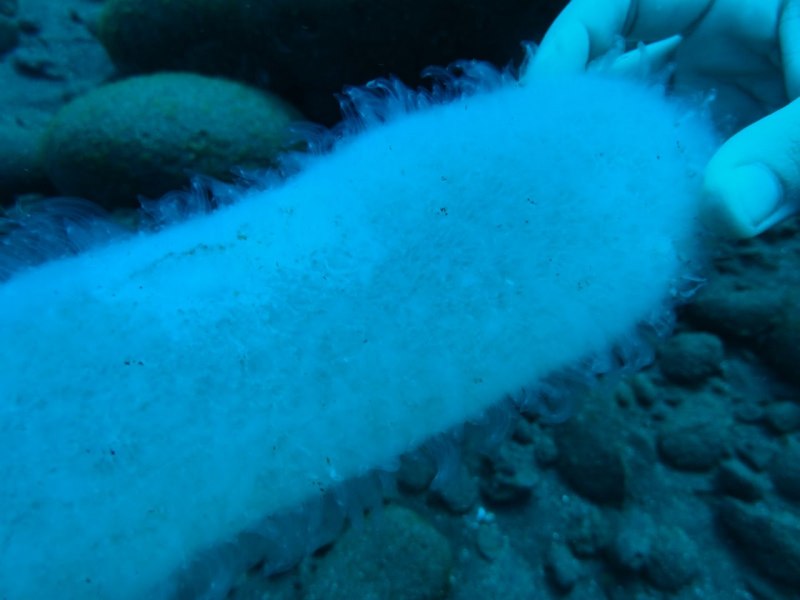 Pyrosoma atlanticum