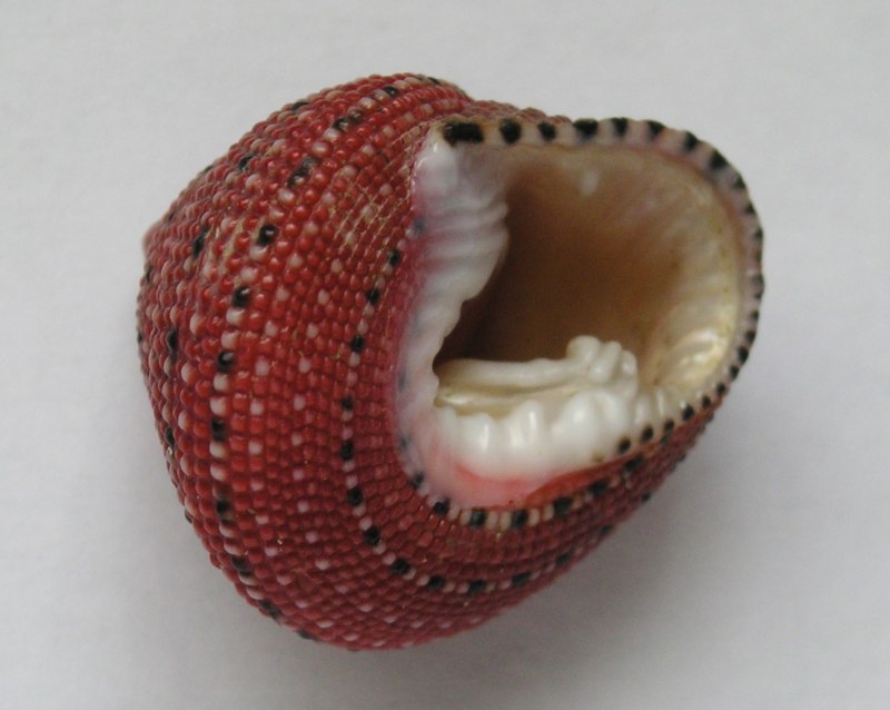 Clanculus puniceus