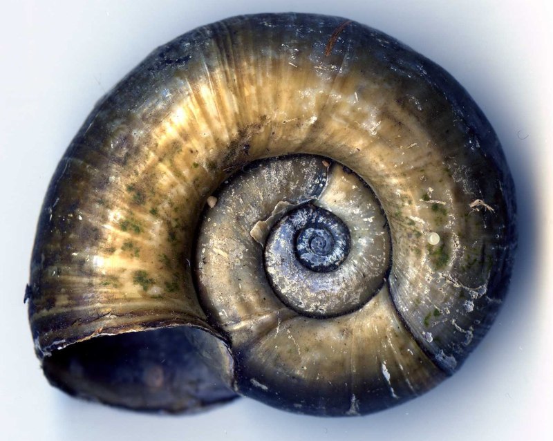 Planorbarius corneus