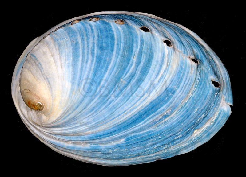 Раковина Жемчужница морская закрытая