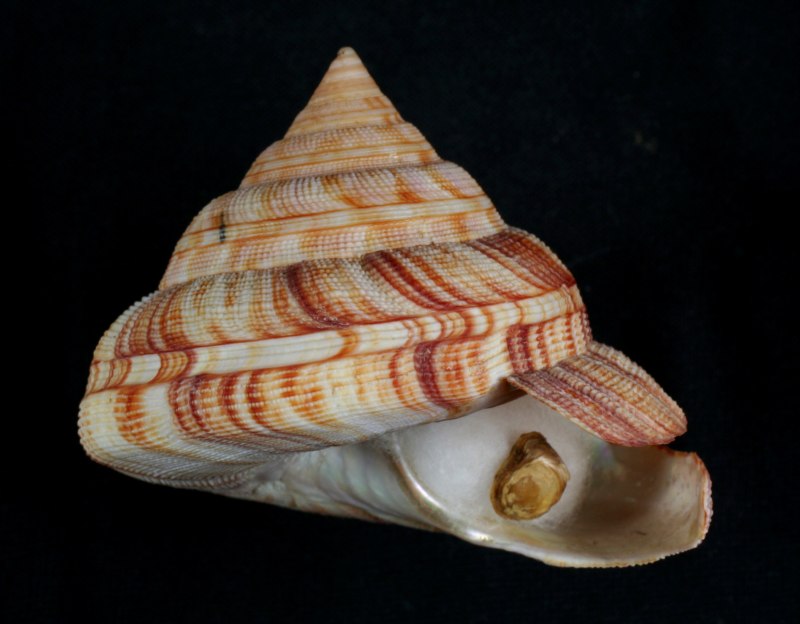 Pleurotomaria моллюск