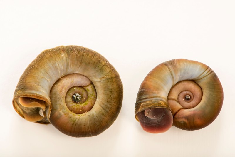 Катушка Роговая - Planorbarius corneus