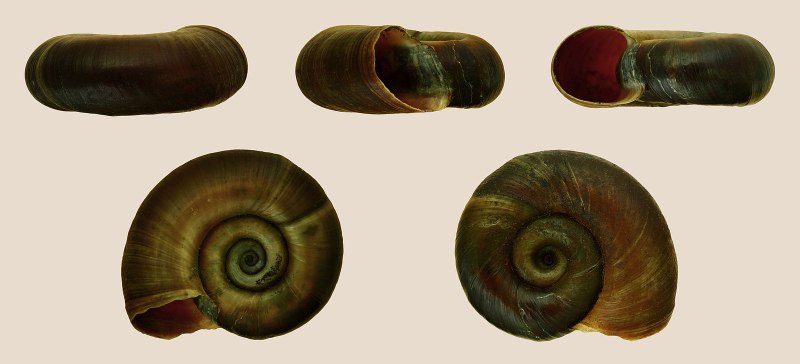 Катушка Роговая - Planorbarius corneus