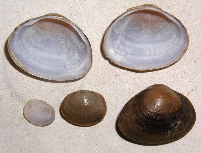 Шаровка (Sphaerium)
