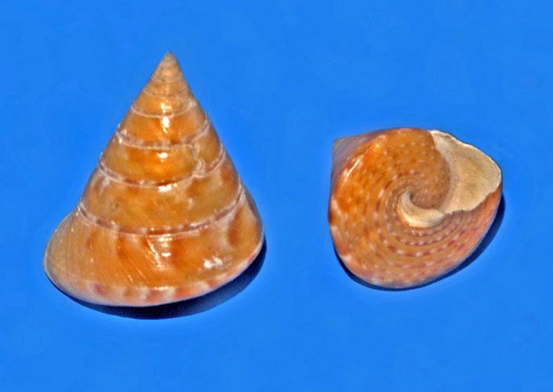 Calliostoma conulus