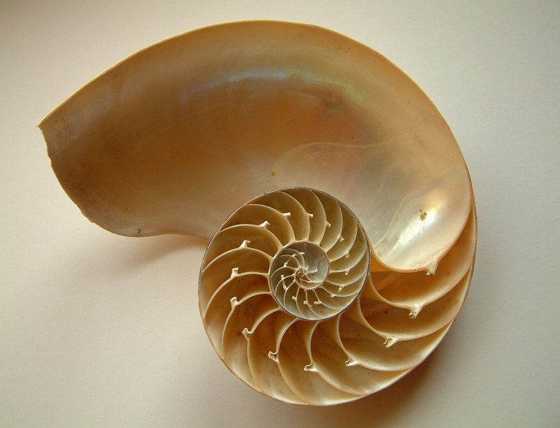 Раковина моллюска Nautilus