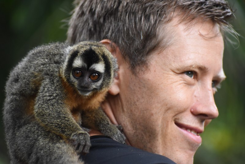 Night Monkey, Day Monkey