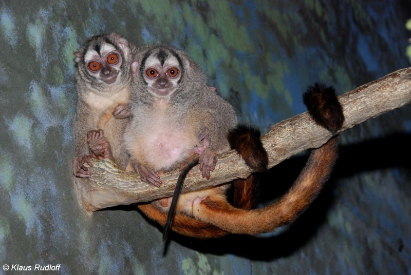 Aotus griseimembra