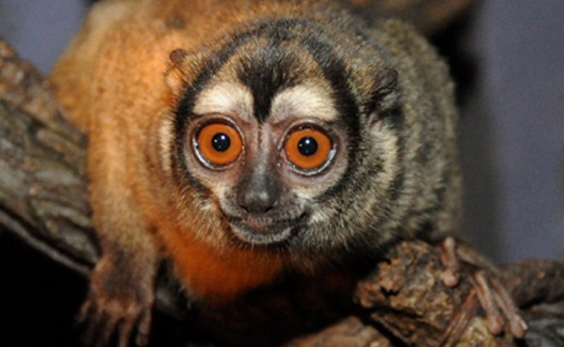 Owl Monkey