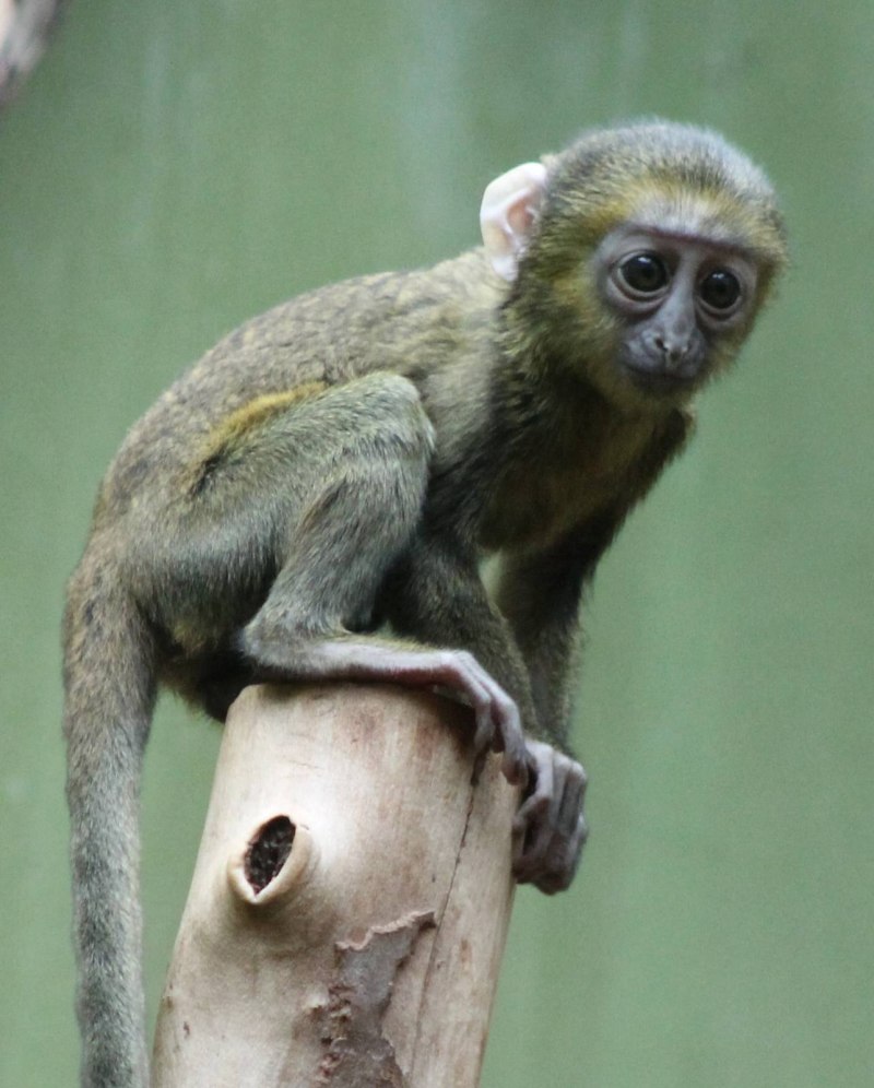 Owl Monkey