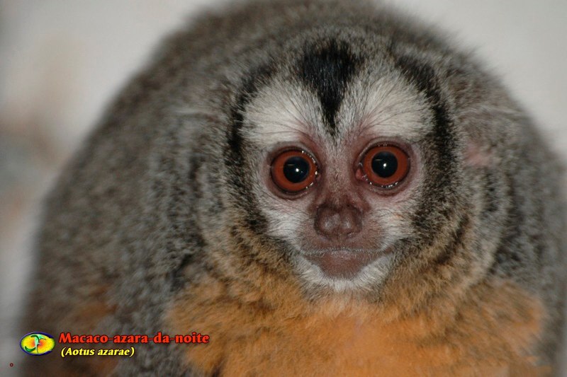 Azarae Aotus
