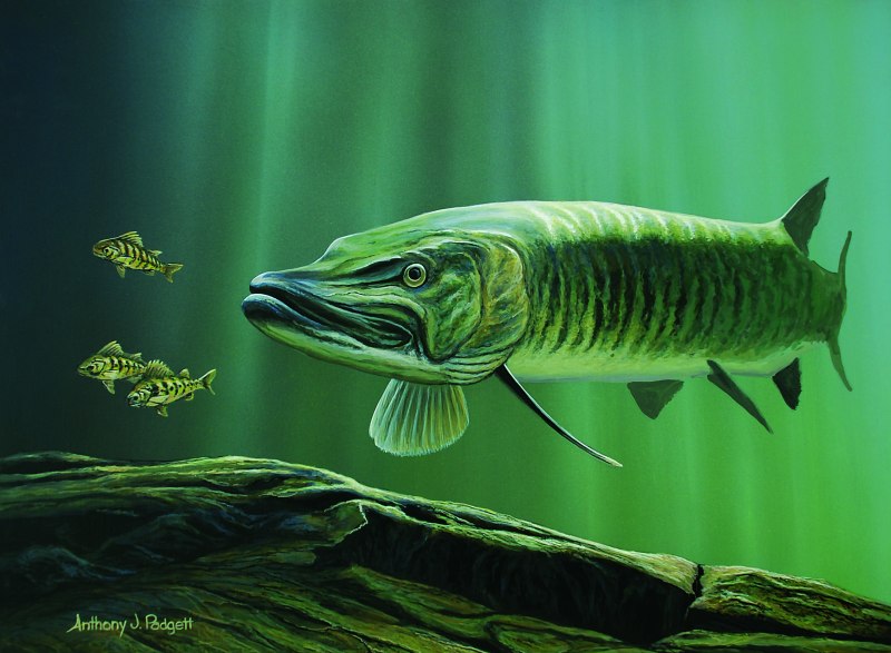 Щука-маскинонг - Esox masquinongy.