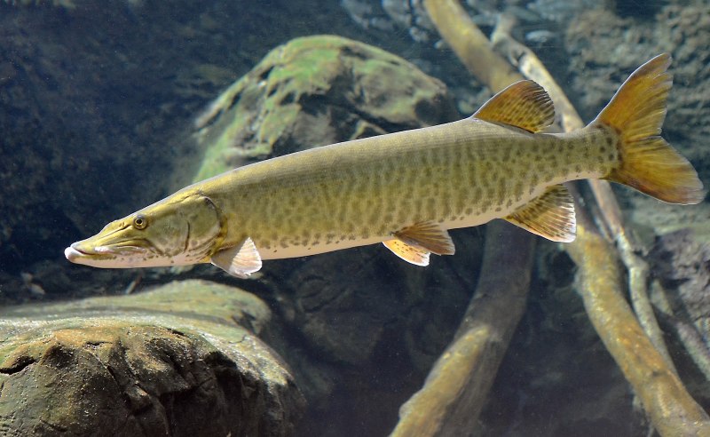 Щука-маскинонг - Esox masquinongy.