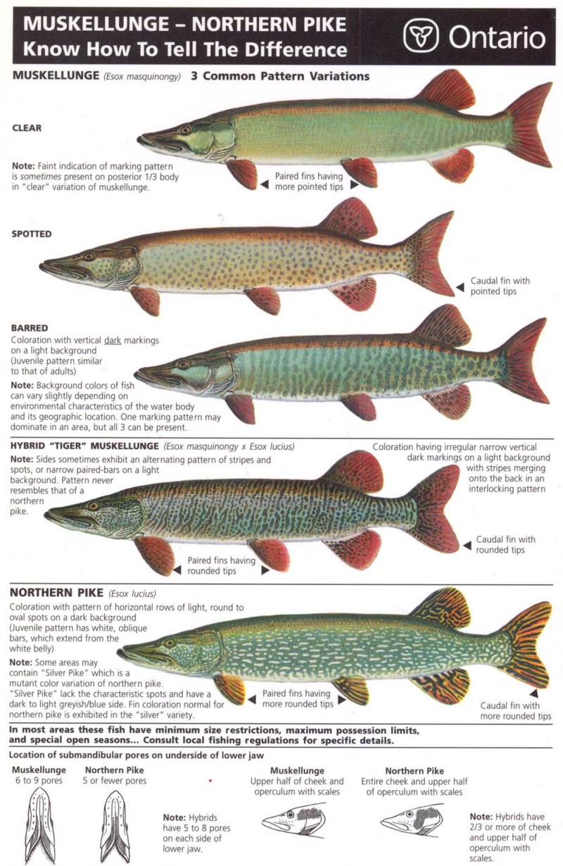 Muskellunge рыба