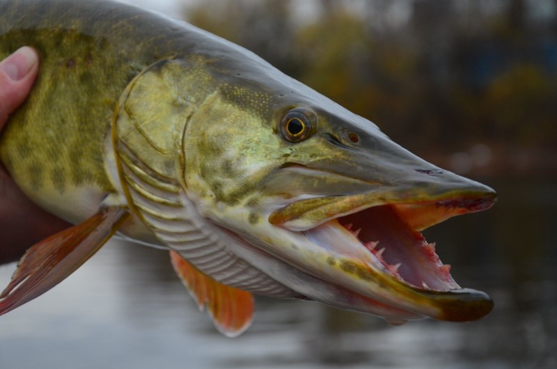 Обыкновенная щука (Esox Lucius)