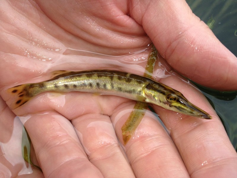Esox masquinongy