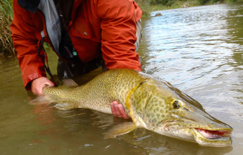 Щука-маскинонг - Esox masquinongy.