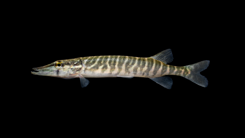 Щука (Esox americanus).
