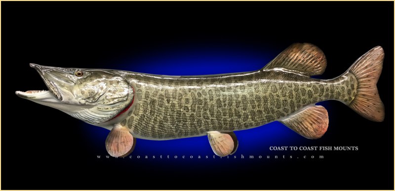 Muskellunge рыба