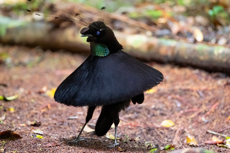 Parotia sefilata