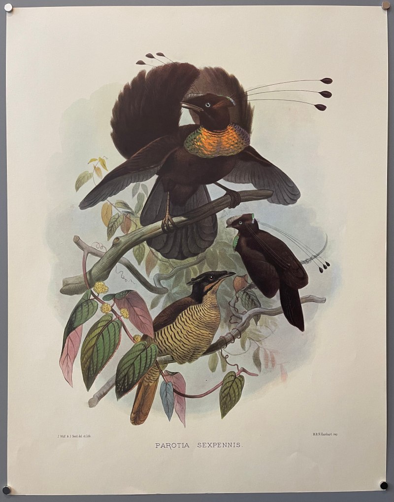 Parotia sefilata