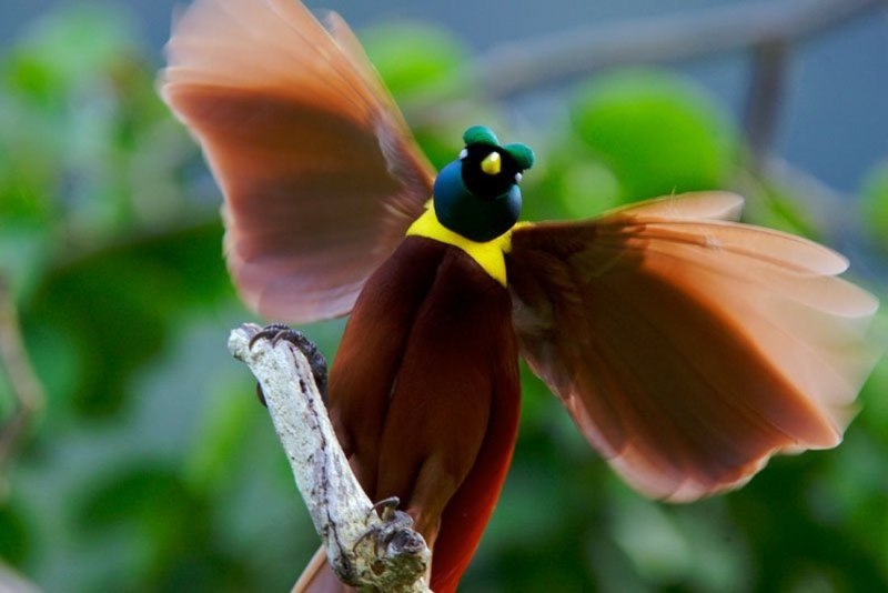 Красная Райская птица paradisaea rubra