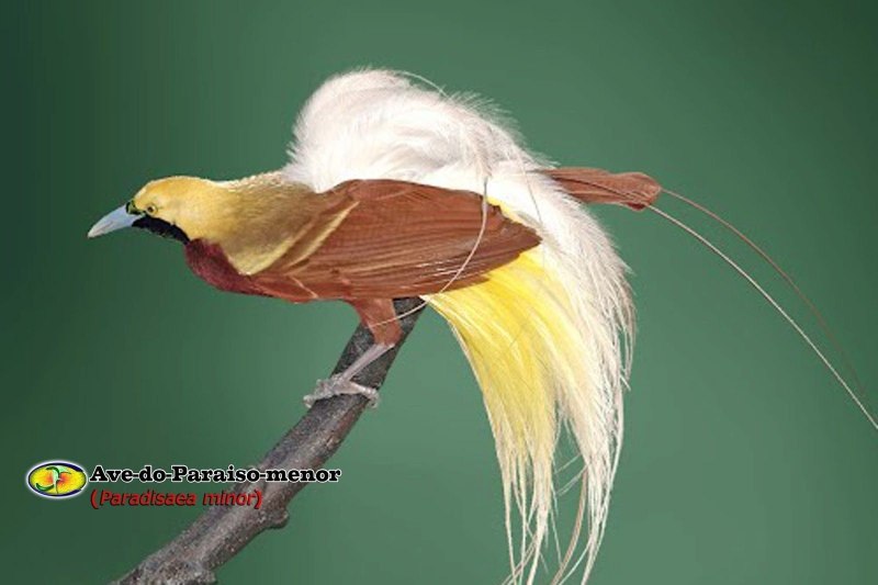 Paradisaea Rudolphi