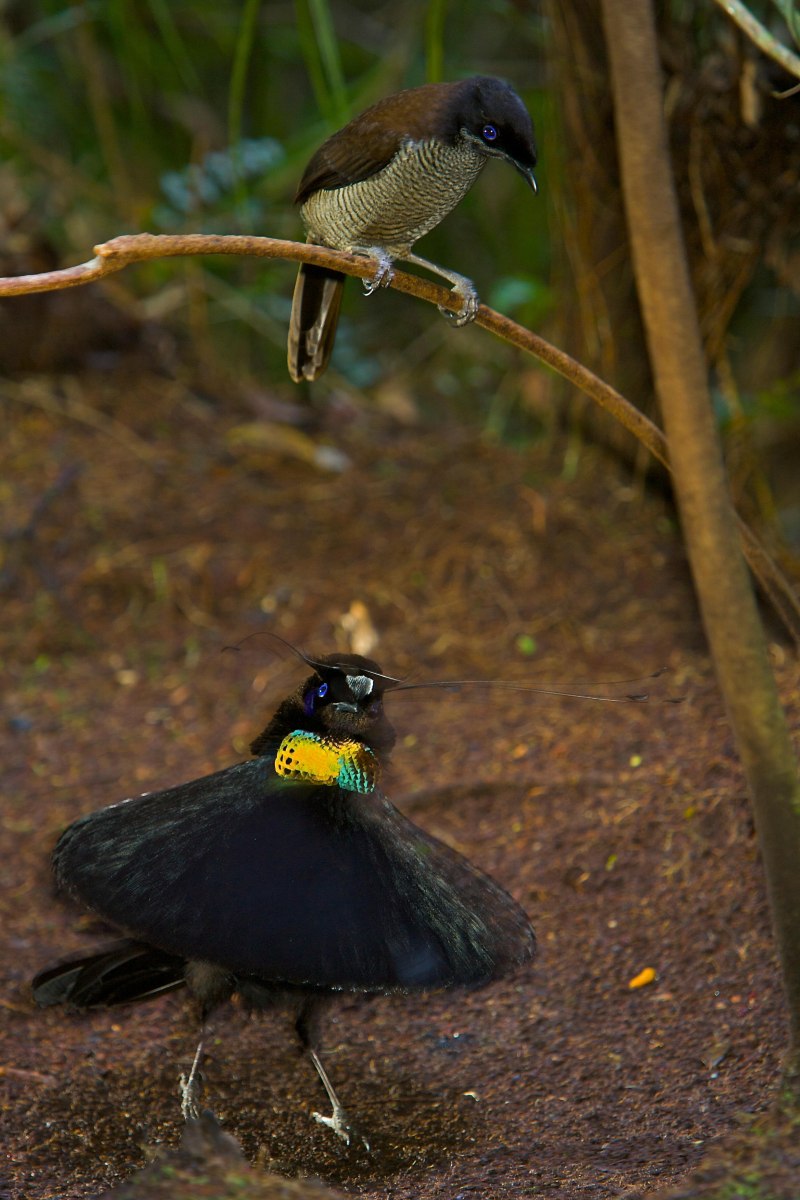 Lawes's Parotia