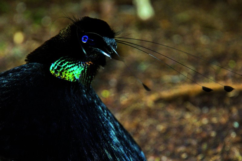Parotia sefilata