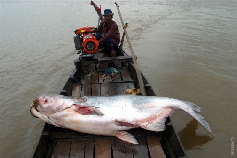 Mekong giant Catfish рыба