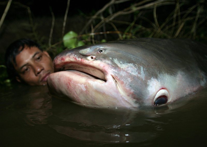 Mekong giant Catfish