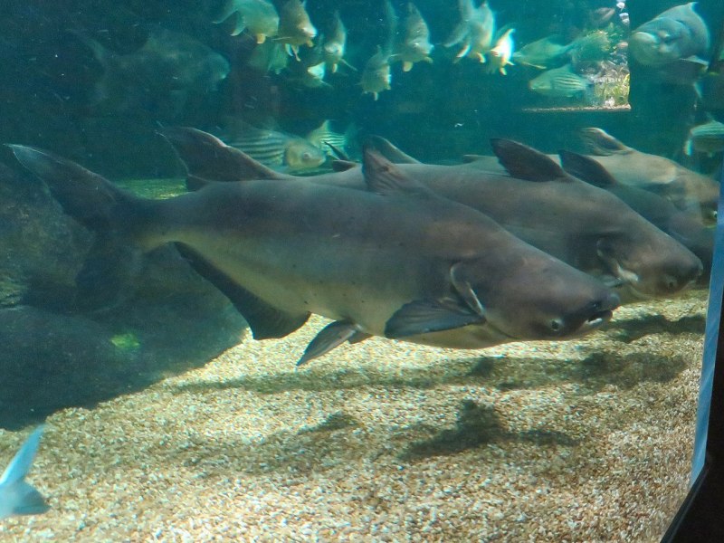 Mekong giant Catfish рыба