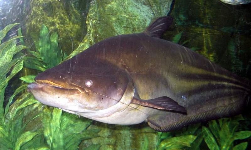 Mekong giant Catfish
