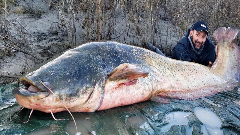 Giant Catfish