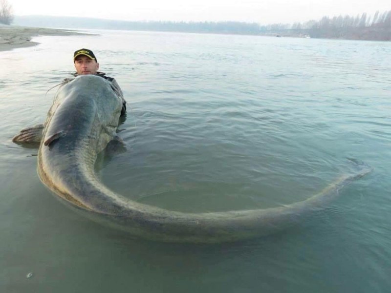 Wels Catfish