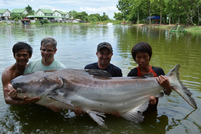 Mekong giant Catfish