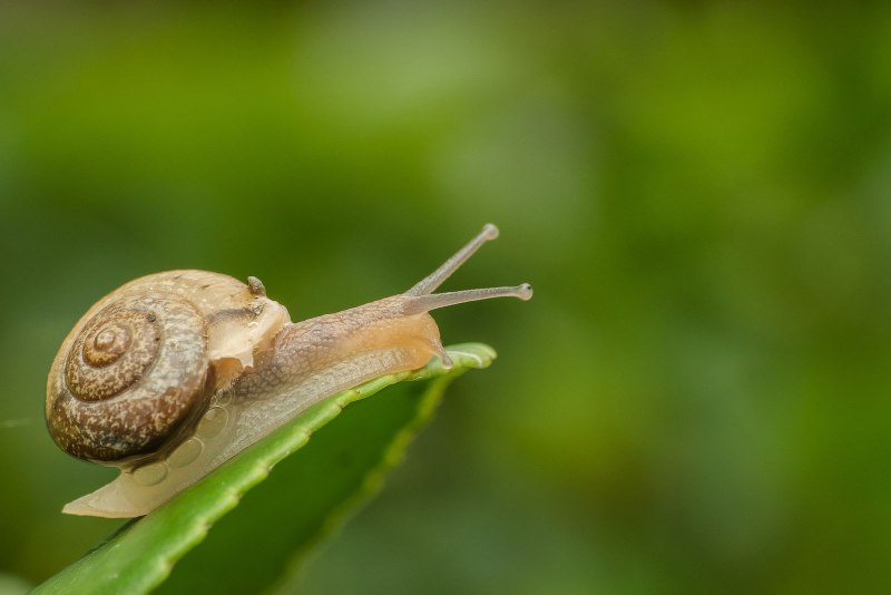 Bradybaena fruticum